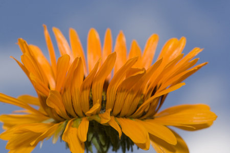 side of fresh, beautiful orange flower with blue sky background, only half the flower showing. Please see my other flower and macro shots in my portfolio.の写真素材