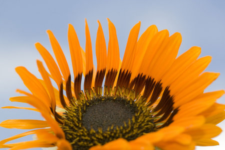 fresh, beautiful orange flower with blue sky background, blowing in the wind. Please see my other flower and macro shots in my portfolio.の写真素材