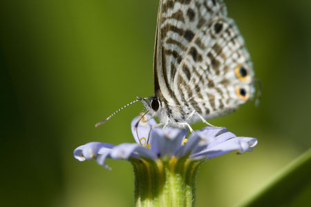 butterfly on blue flower with long tongue and eye pattern on end of wings. Please see all my other macro shots!の写真素材