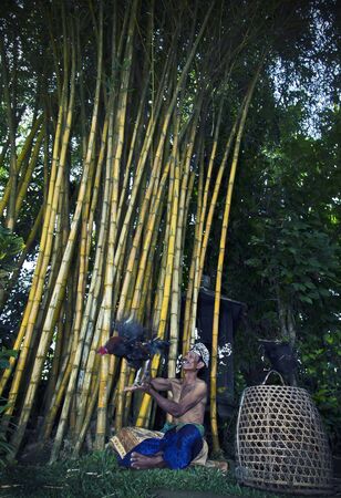 Indonesian man catching chickenの素材