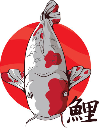 Koi japanese kohaku illustrationのイラスト素材