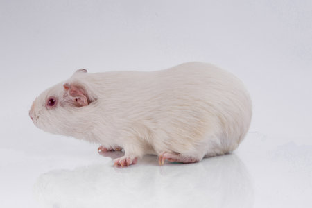 Cute guinea pig white ratの写真素材
