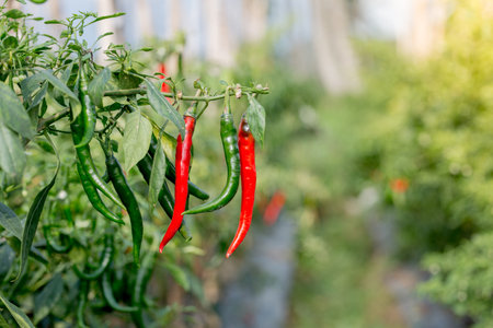 red chilies that grow in Asian plantationsの写真素材