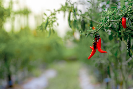 Red chilies that grow in asian plantationsの写真素材