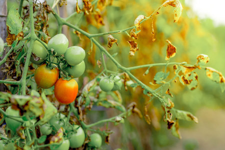 diseased tomato plantsの写真素材
