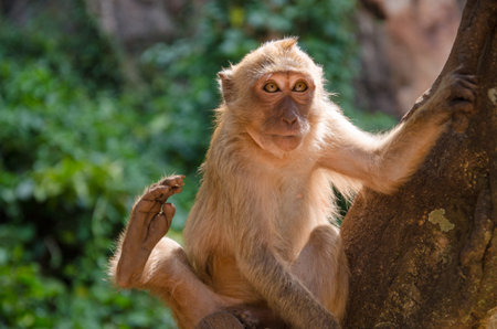 monkey