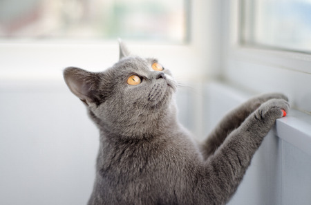 Cat Anfisaの写真素材