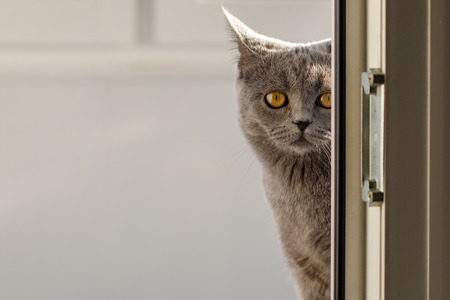 Cat Anfisaの写真素材