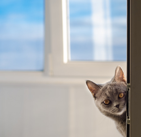 Cat Anfisaの写真素材