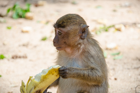 monkey eatingの写真素材