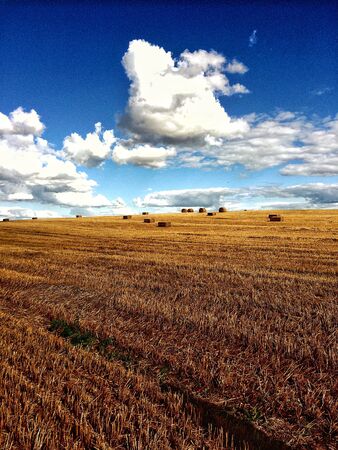 Hay fieldのeditorial素材