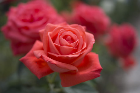 Beautiful and bright rose with rose garden in the backgroundの写真素材