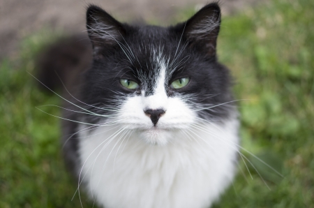 Black and white catの写真素材