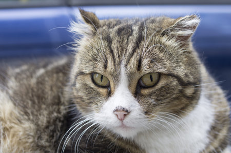 Tom cat looking into the cameraの写真素材