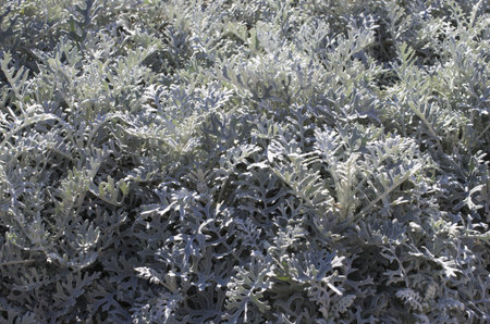 Background with dense ash grey vegetationの写真素材