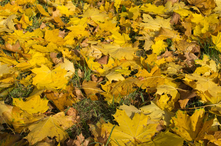 Golden maple leaves scattered on the grassの写真素材