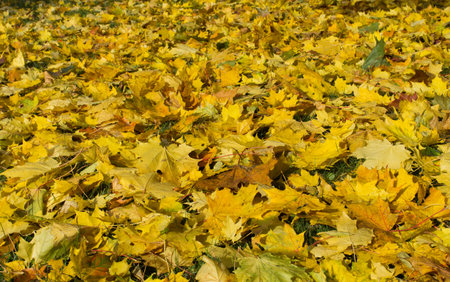 Golden maple leaves scattered on the grassの写真素材