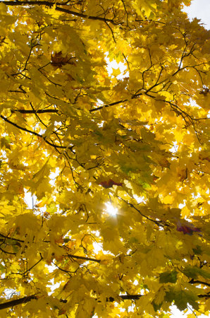 Golden maple leaves on the snow-white skyの写真素材