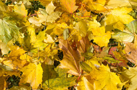 Golden maple leaves scattered on the grassの写真素材
