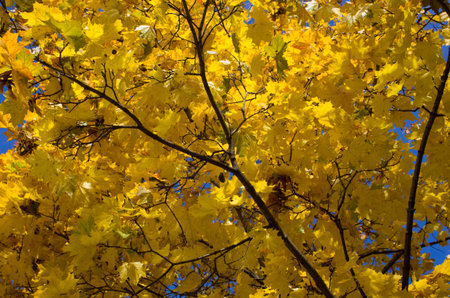 Autumn maple tree covered with golden leavesの写真素材