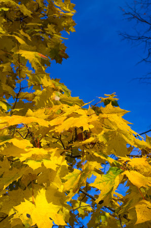 Autumn maple tree covered with golden leavesの写真素材