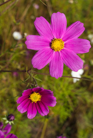 Beautiful tender flowers in the gardenの写真素材