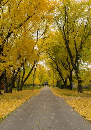 Beautiful and peaceful park in the fallの写真素材