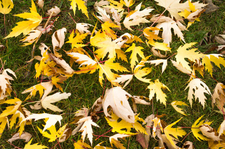 Golden leaves scattered on the grassの写真素材