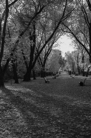 Park in the autumn in black-and-whiteの写真素材