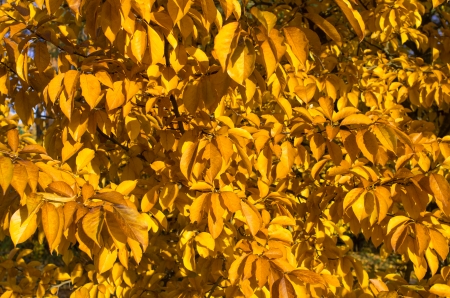 Autumn tree covered with golden leavesの写真素材