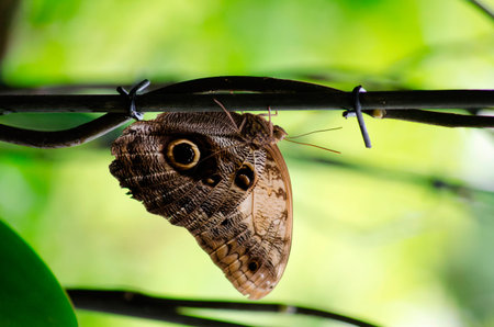 The Pale Owl-Butterfly (Caligo telamonius)