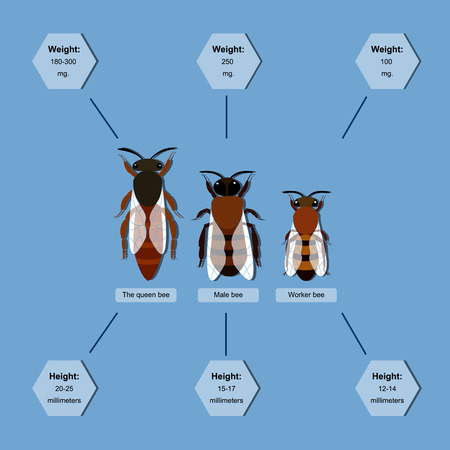informative poster on the composition of the bee colonyのイラスト素材