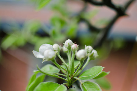 beautiful spring flowers blooming buds and green leavesの写真素材