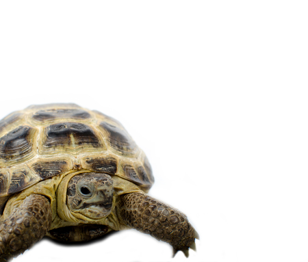 Central Asian tortoise isolated on white backgroundの写真素材