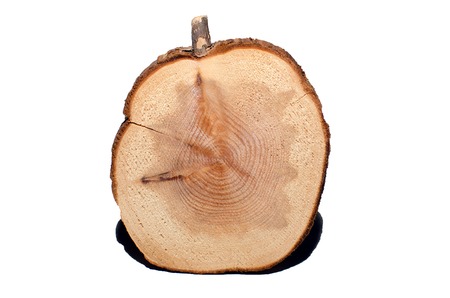 boxwood wooden coasters cup isolated on white backgroundの写真素材