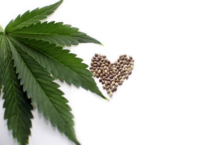 seeds growing and legalizing medicinal marijuanaの写真素材