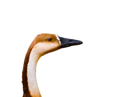 Observant sight of the wild gooseの写真素材