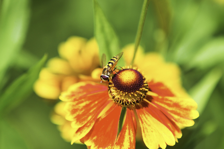 Beautiful flowers after the rainの写真素材