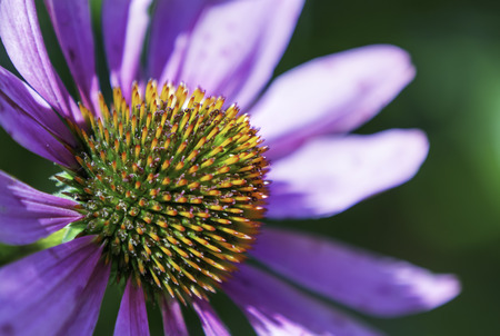 Beautiful flowers after the rainの写真素材