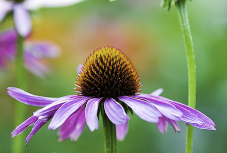 Beautiful flowers after the rainの写真素材