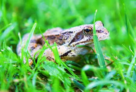 frog in grass closeup