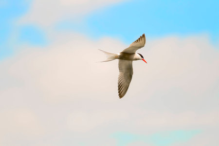 The seagull flying highly on a background of the pure skyの写真素材