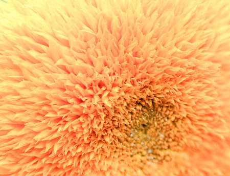 Beautiful field of sunflowers  summer landscapeの写真素材