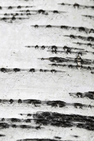 Photo of a bark of a birch in rainy weatherの写真素材