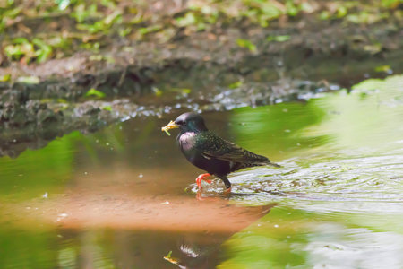 Blackbird in searches of mealの写真素材