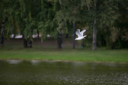 Flight of the lonely seagull above city lake