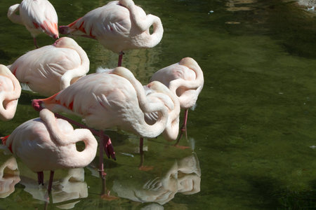 Pink flamingos sleep on one legの写真素材