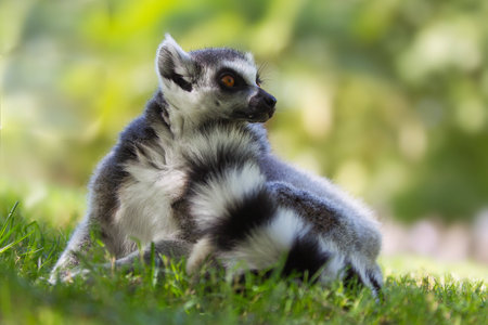  Mouse Lemurs are the worldの写真素材