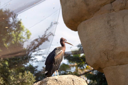 Black stork  Ciconia nigra  costs on a stoneの写真素材