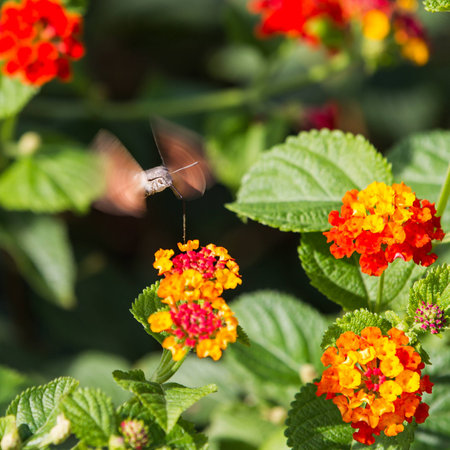 Sfingidae enjoying the nectar of a flowerの写真素材